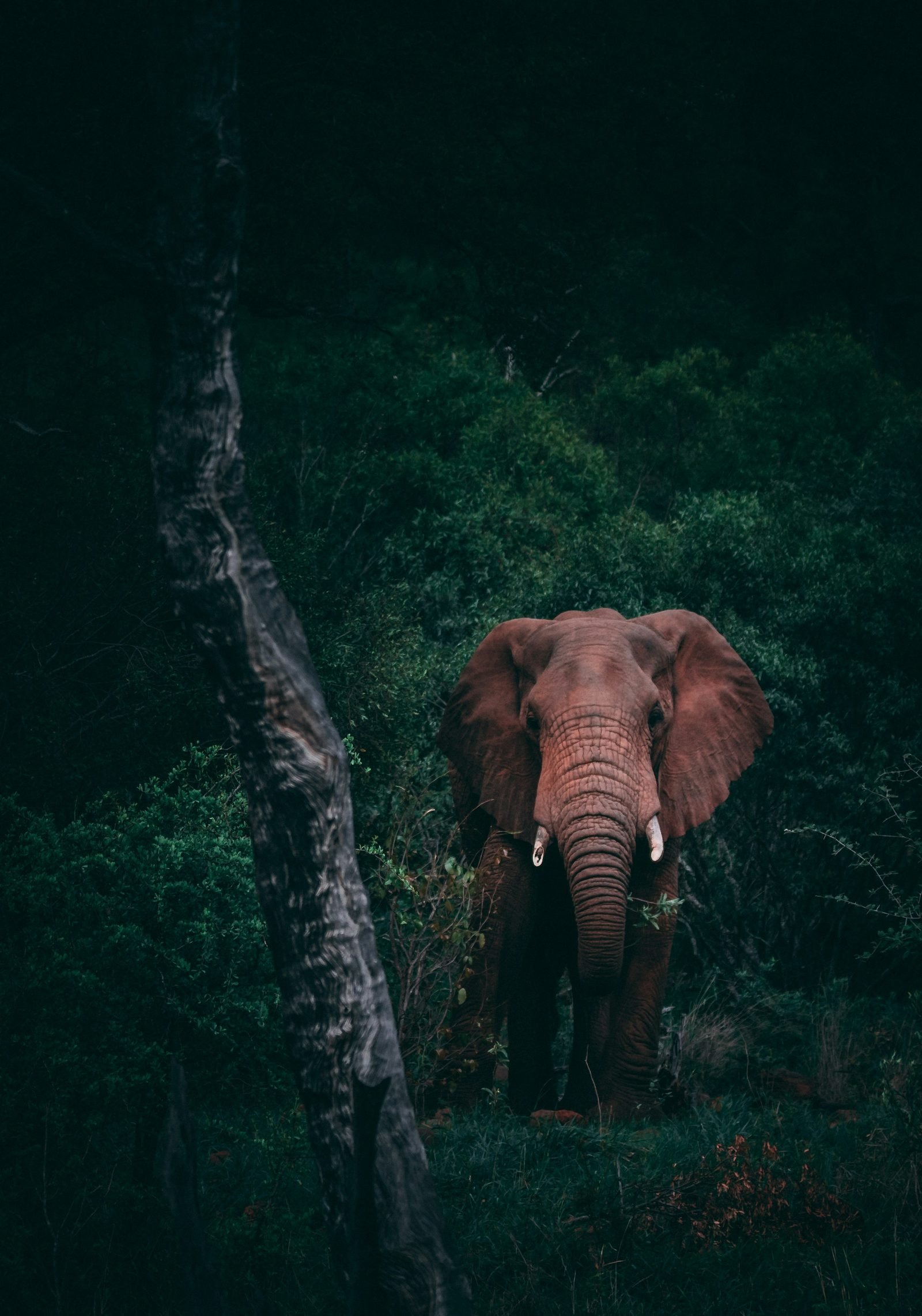 Classic Safari