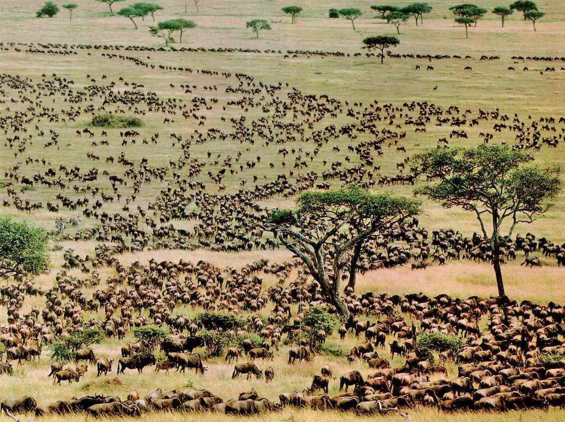 Comfort Safari
