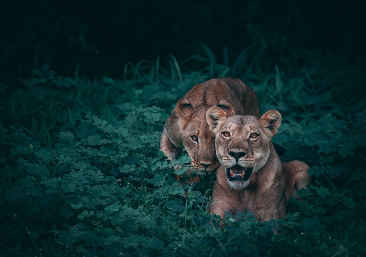 Comfort Safari 2