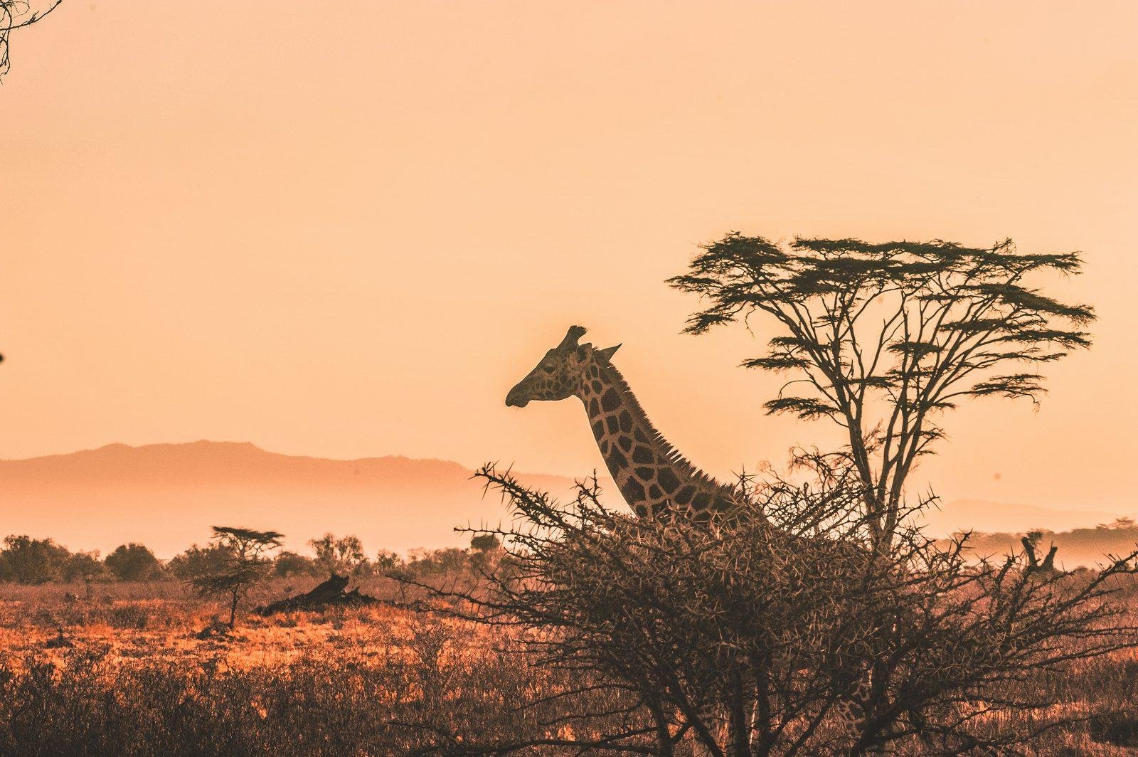 Luxury Safari