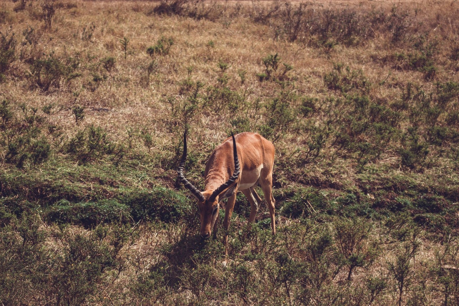 Luxury Safari 3