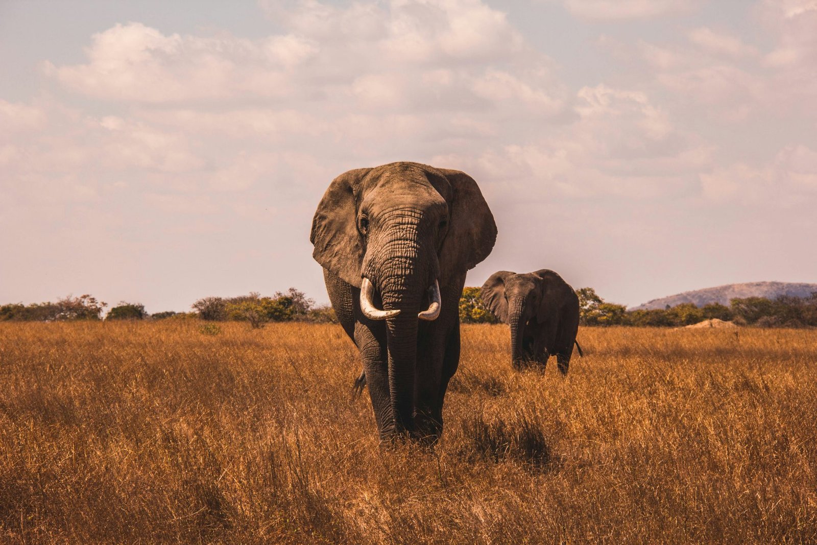 Short Safari