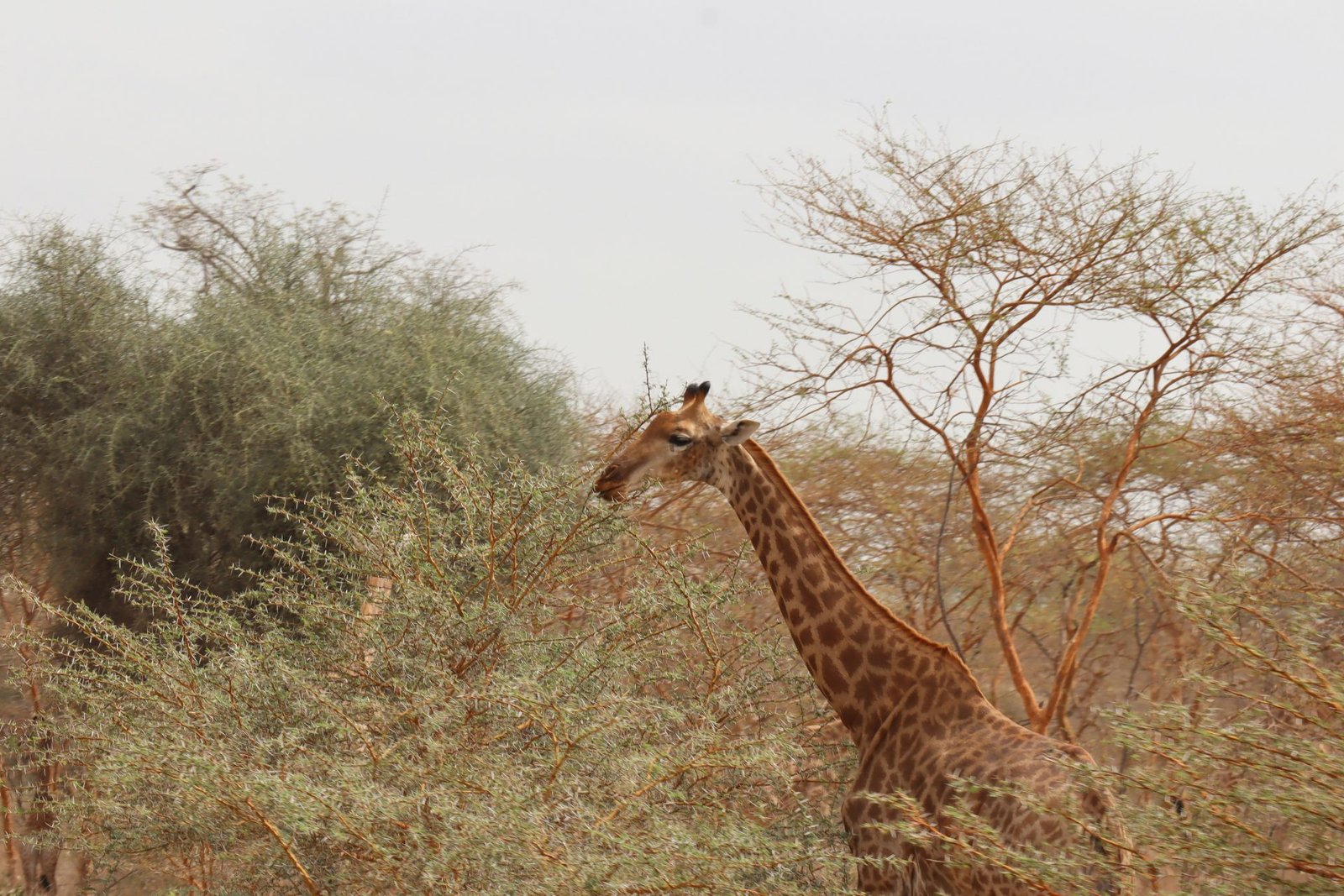 Short Safari 3